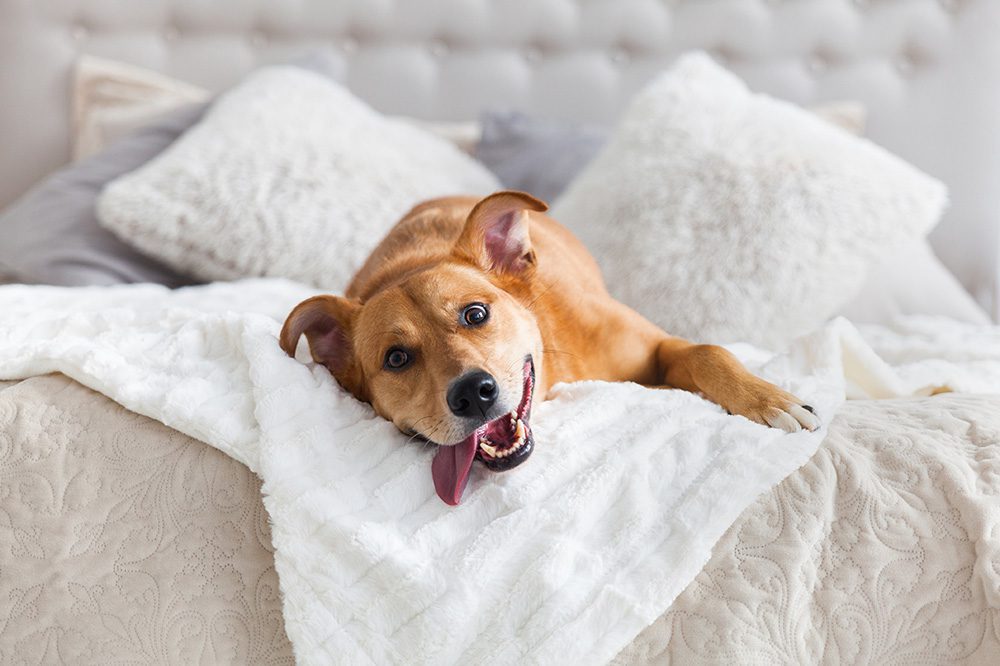 Bentley Hotel South Beach | Dog -Friendly Hotel Bentley Hotel South Beach | Dog -Friendly Hotel